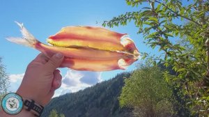 ЗАСОЛКА ХАРИУСА БОМБИЧЕСКИ ВКУСНЫЙ СПОСОБ И ВЯЛКА В ТАЙГЕ