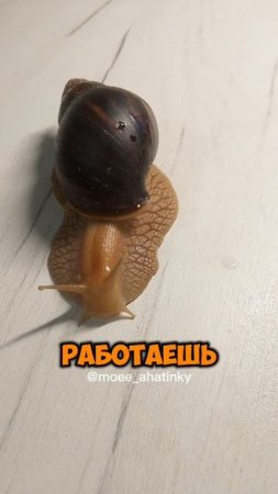 Я не ленивый! 🫠