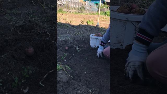 Собираем урожай картофеля. Картофель сортовой. смотреть онлайн