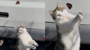 Приколы с котами! Смешные коты - Самые смешные животные С ОЗВУЧКОЙ! Ржака!!