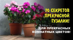 Цветы, цветы! Этот цветок — я, этот цветок — ты