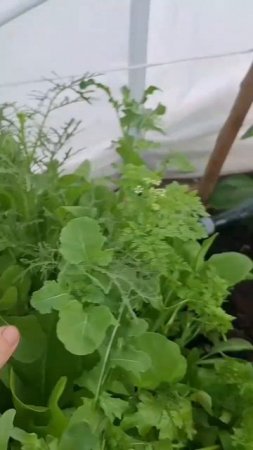 Мой фаворит бэби салат Греческое удовольствие смесь