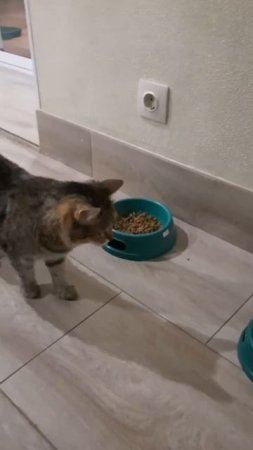 Питание Мусеньки Мусильды