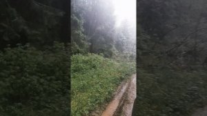 Покатушки в лесу