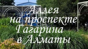 Аллея на проспекте Гагарина в Алматы. 09.06.2025