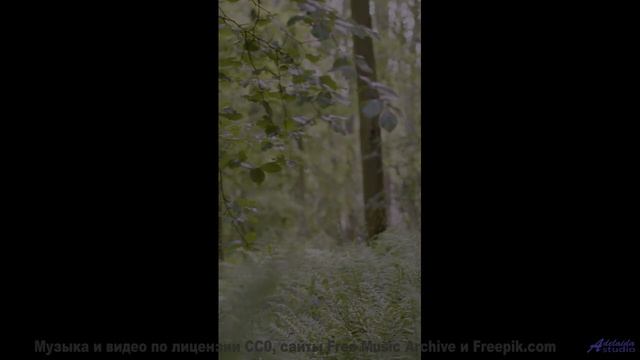 Эти ноты - поцелуй солнца! - Focus -- A. A. Aalto -- Connections