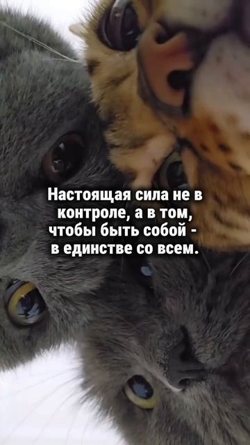 В Единстве сила #творец #силасознания #раскрытиесердца #единство #любовь #кот #материализациямыслей