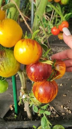 Завяжутся все плоды, урожай ждет ведрами #дача #огород #сад