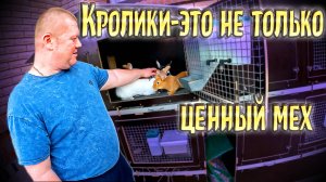 Бросаю руль... Буду кроликов разводить))) $1617