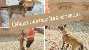 Щенки чихуахуа и бельгийская овчарка показывает представление