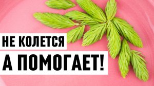 Хвоя, которая лечит: 1000 % пользы в каждом весеннем побеге