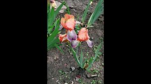 Ботанический сад