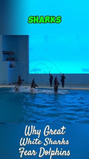 4xMb1fKvtgc - Why Great White Sharks Fear Dolphins？ #shorts #animals  #wildlifestories