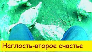 (3)Наглость второе счастье