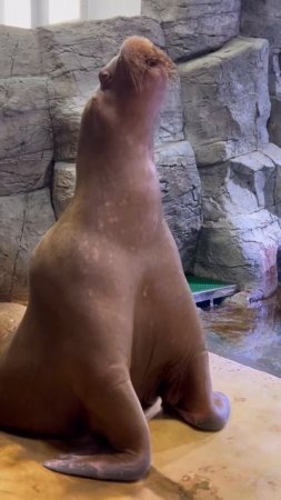 Наш морж Миша не только самый харизматичный морж России, ещё он очень гостеприимный хозяин.