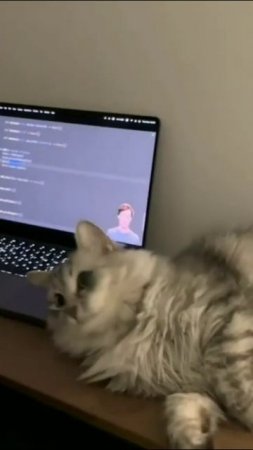 Смешные коты #59-6