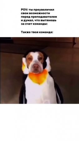 Настоящие пингвины