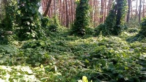 Журналист Дмитрий Борисенко лжец?