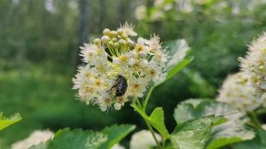 Бронзовка вонючая. Маленький вредитель. Жуки. Июнь 2025