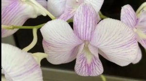 П-12. Ч-6. Загнивание молодого ростика без корней на пеньке из-за ошибок в уходе. Реанимация (((