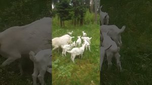 Козлята в лесу.