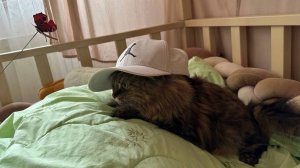 Милая кошечка Муфа ищет парк атракцыонов
(сегодня не ходит в школу!)