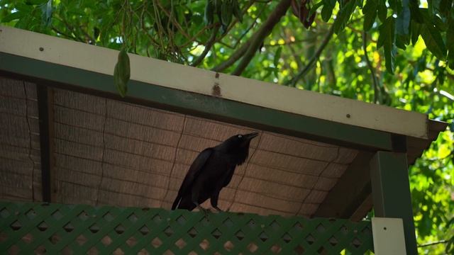 Западная Австралия за 7 дней! Правда ли всё, что о ней г? смотреть онлайн