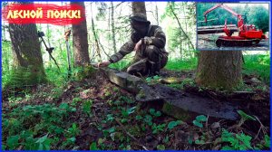 НОВЫЕ ТРОФЕИ!!! РЕДКИЕ НАХОДКИ В НАШИХ ЛЕСАХ!!!