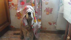 Я спрятался!
