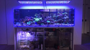 Первые вопросы по морскому аквариуму