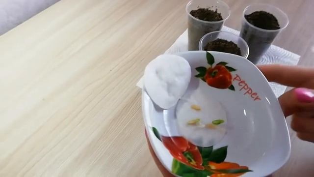 Семеня Китайских ОГУРЦОВ