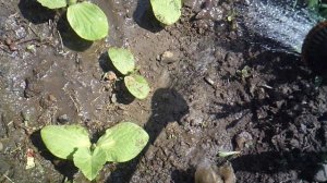 Обзор лунки с тыквой сорта "Голиаф"