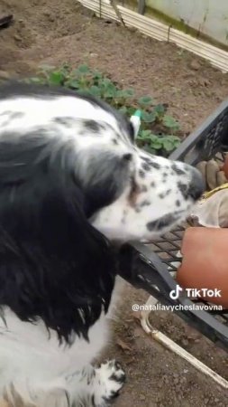 Огородник...)))
