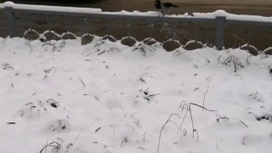 Лучшая в мире собака