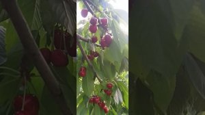 сорт черешни франц иосив