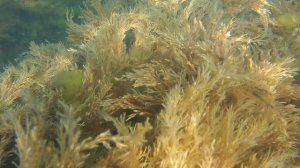 Анапа водный мир 09.06.2025
