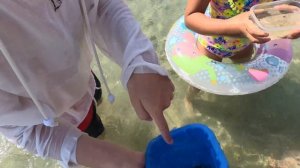 Дети крабов поймали