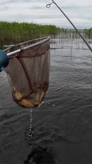 #мормышинг #рыбалка #спиннинг | КРАСНОПЁРКА НА КИЛОГРАММ |