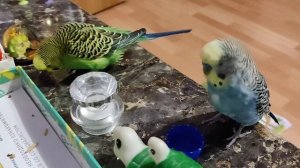 забавные Птичкины красавчики попугайчики Кеша Тиша