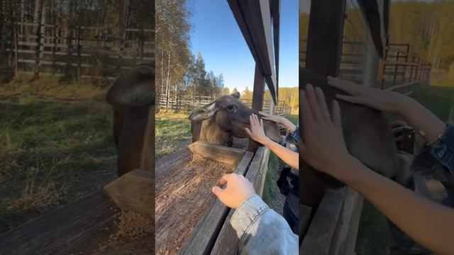 Экскурсия в Лосиный Остров в Москве смотреть онлайн