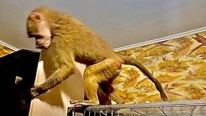 КОШМАР! Люська за 15 минут РАСКРУТИЛА ВОЛЬЕР и уничтожила комнату! А Влад ладе за это ее НЕ РУГАЕТ!