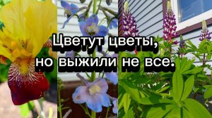 09-06-2025Цветут цветы,но выжили не все.