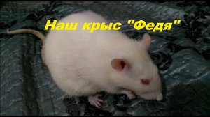 Наш крыс Федя.