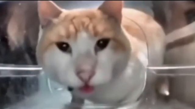 ЗАСТРОЙКА ПОШЛА НЕ ПО ПЛАНУ!?!? WARCRAFT3 FROZEN THRONE смотреть онлайн