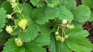 Завязь клубники