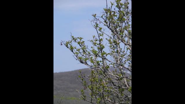 ДЕРЕВЕНСКИЙ ВАЙБ с ретро камерой OLYMPUS CAMEDIA🌀 test camera Olympu смотреть онлайн