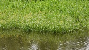 Голоса птиц. Камышница, наблюдение птиц в Великом Новгороде, 9 июня 2025