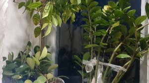 Любовь моя первая...