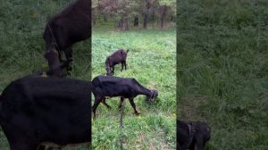 Как и чем кормить козу перед окотом. Коза перед окотом. Правильное кормление коз. Что нельзя козам