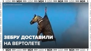 Пропавшую домашнюю зебру вернули хозяевам на вертолете в США - Москва 24